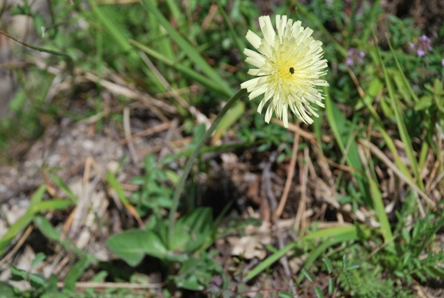 Urospermum dalechampii (L.) F.W. Schmidt